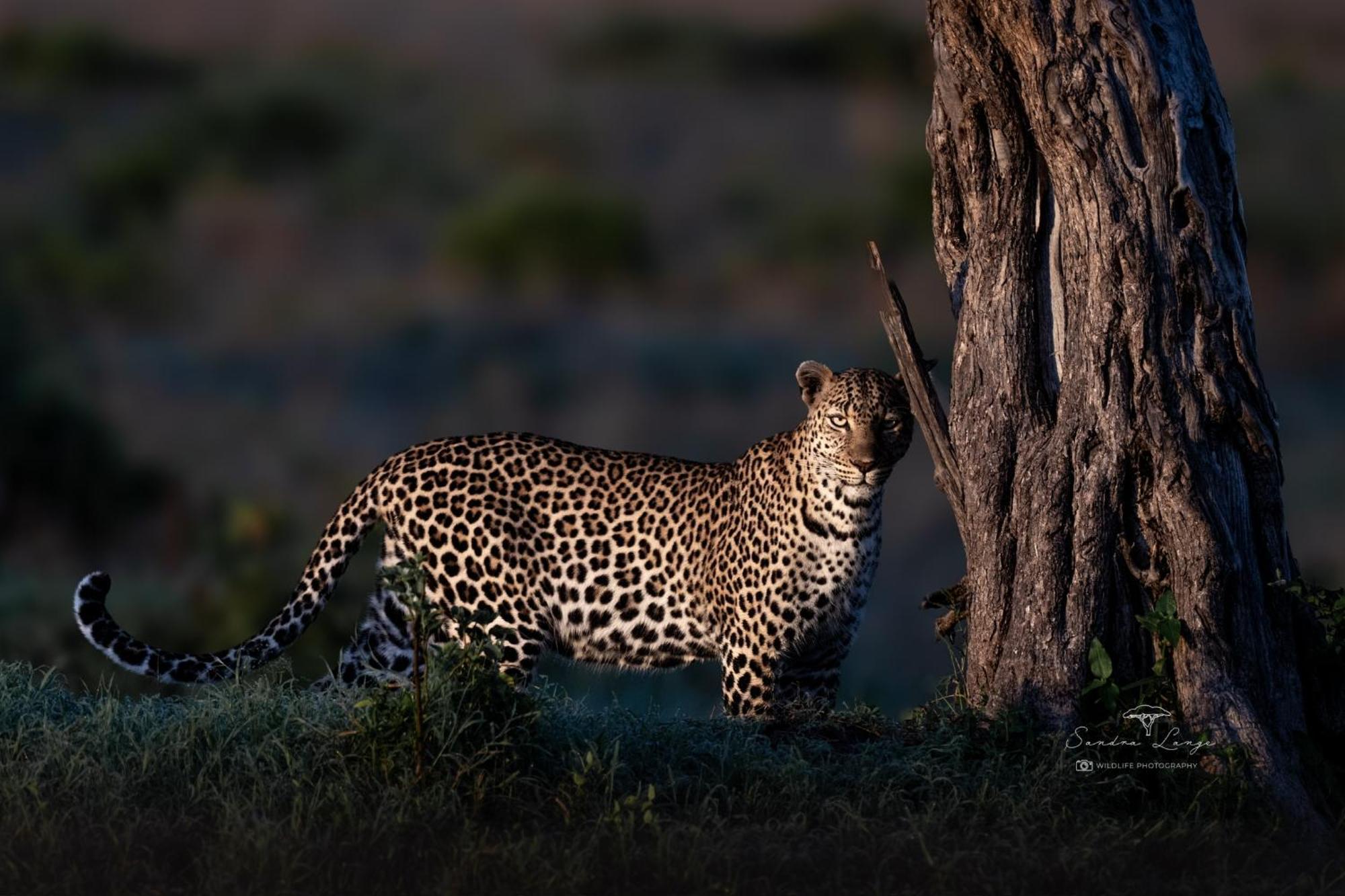 Olkinyei Mara Tented Camp Talek Exterior foto